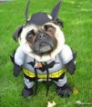/album/animais%20engra%c3%a7ados/a1-uphaa-batdog-jpg/