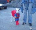 /album/animais%20engra%c3%a7ados/a6-dog-costume-uphaa-superman-jpg/