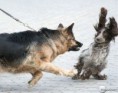 /album/animais%20engra%c3%a7ados/a67-pics-thumb-jpg/
